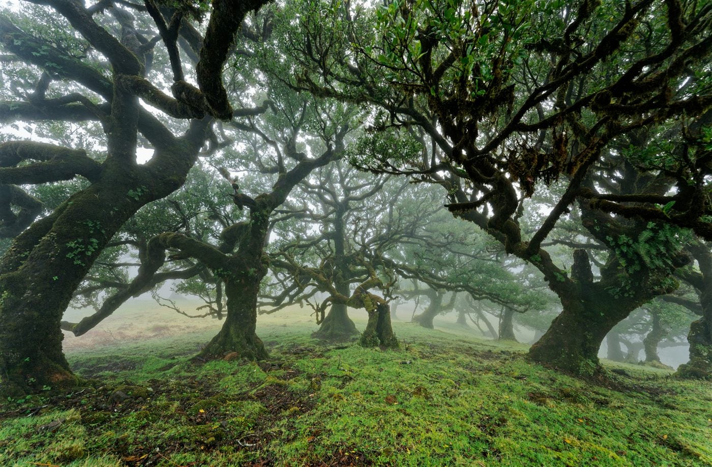 Ancient laurel trees in the mist at Fanal Forest